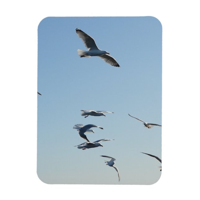 Möwen mit vertikalem flexiblem Foto Magnet (Vertikal)