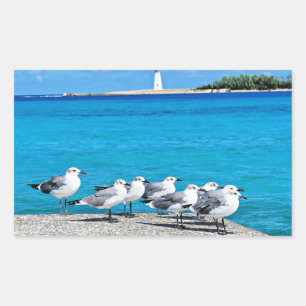 Möwen, Nassau, Bahamas Rechteckiger Aufkleber