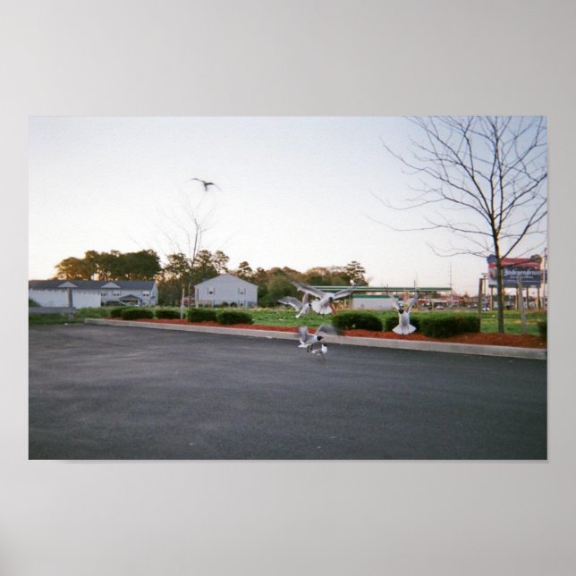 Möwen nicht gefüttert poster (Vorne)