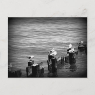 Möwen Postkarte