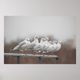 Möwengruppe Poster