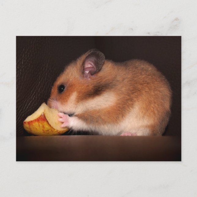 Mowsie Postcard Postkarte (Vorderseite)