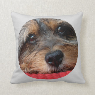 Moxi sauber als Pfeife Shorkie Kissen