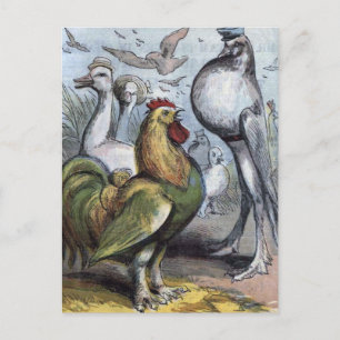 "Mr Bantam" Vintage Illustration Postkarte