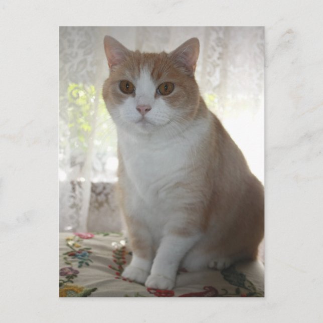 Mr. Big Eyes Postkarte (Vorderseite)