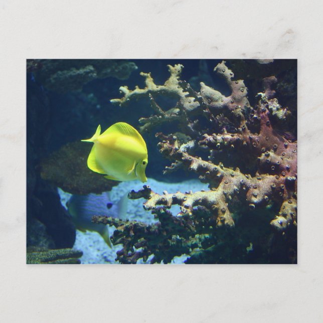 Mr. Fishy! Postkarte (Vorderseite)