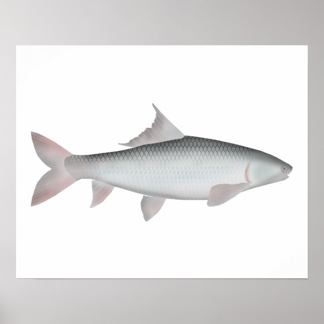 Mrigal Carp Poster (Vorne)
