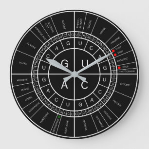 mRNA to AMINO ACID CODON WHEEL Große Wanduhr