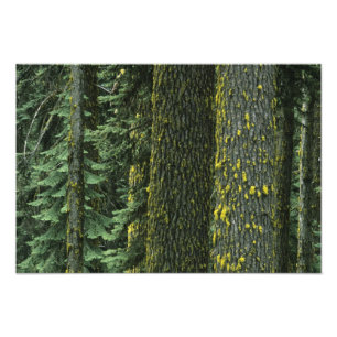 Mt. Ashland, Rogue RIver National Forest, Fotodruck