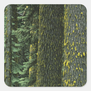 Mt. Ashland, Rogue RIver National Forest, Quadratischer Aufkleber