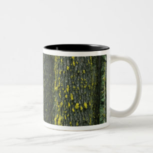 Mt. Ashland, Rogue RIver National Forest, Zweifarbige Tasse