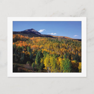 "Mt. Baldy - Aspen Tree Flow" Postkarte