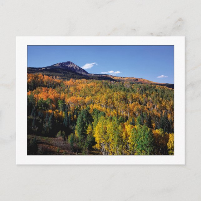 "Mt. Baldy - Aspen Tree Flow" Postkarte (Vorderseite)