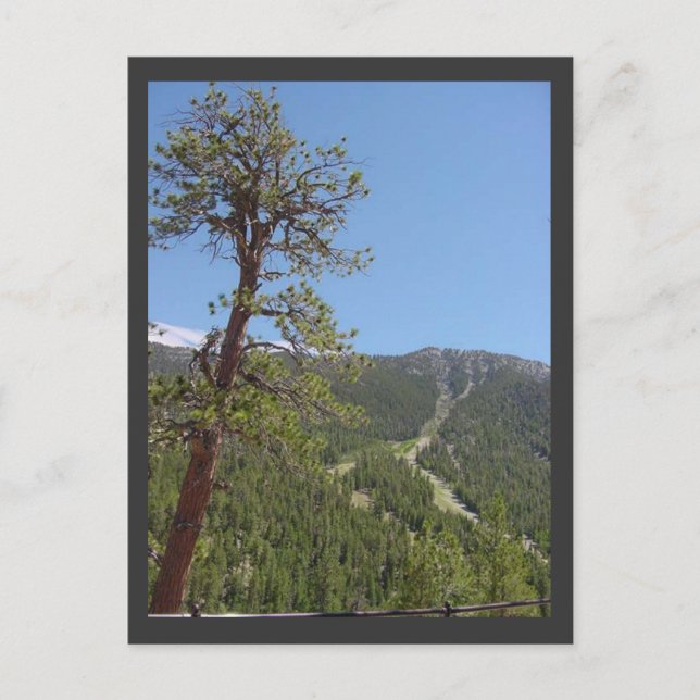 Mt Charleston Postcard Postkarte (Vorderseite)