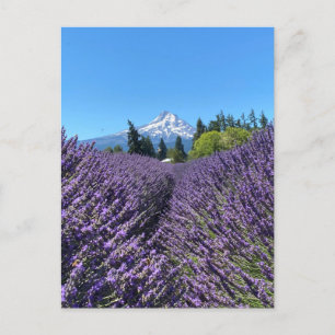 Mt Hood Oregon  Postkarte