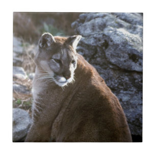 Mt-Löwekopf Fliese