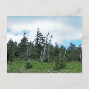 Mt. Mitchell Postkarte