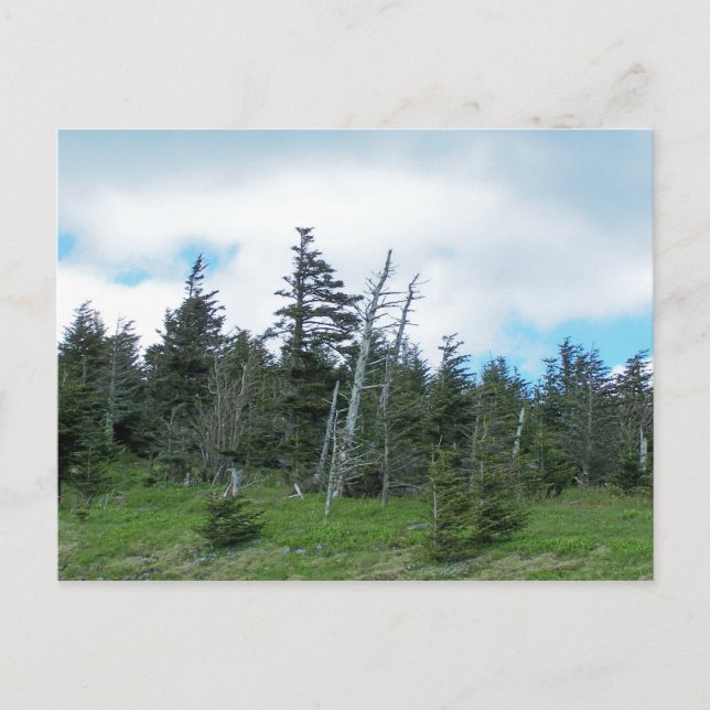 Mt. Mitchell Postkarte (Vorderseite)