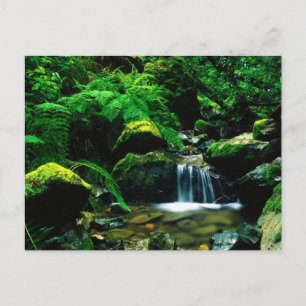 Mt. Tamalpais State Park Postkarte