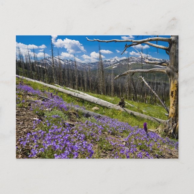 Mt. Washburn Postkarte (Vorderseite)