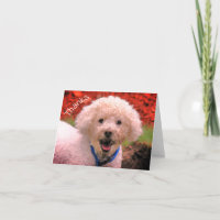 Mud Faced Poodle individuell anpassbare Dankeschön