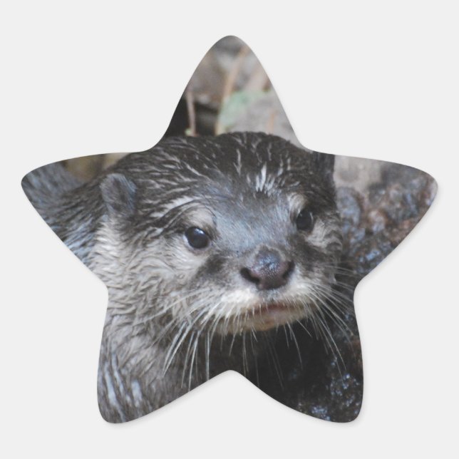 Muddy Otter Stern-Aufkleber (Vorderseite)