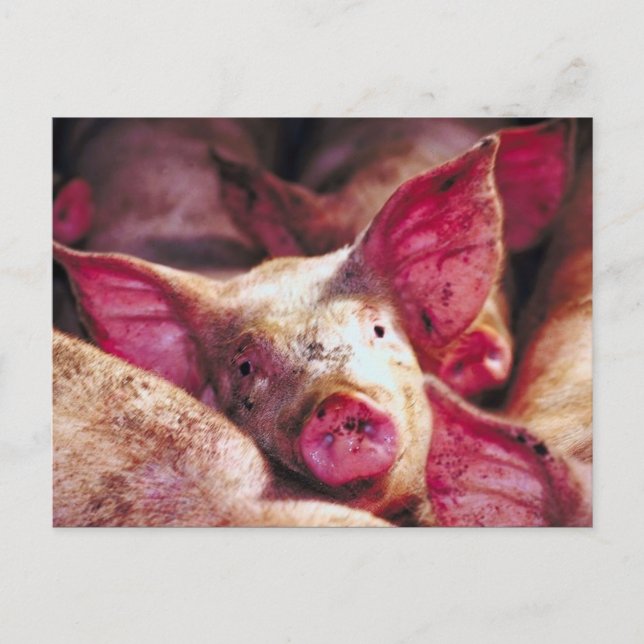 Muddy Piglet Postkarte (Vorderseite)