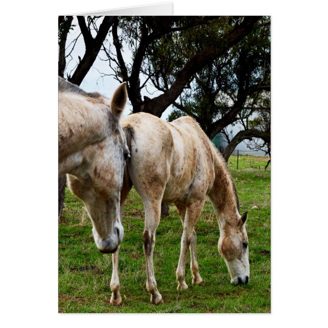 Muddy White Horses, (Vorne)