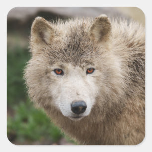 Muddy White Wolf Quadratischer Aufkleber
