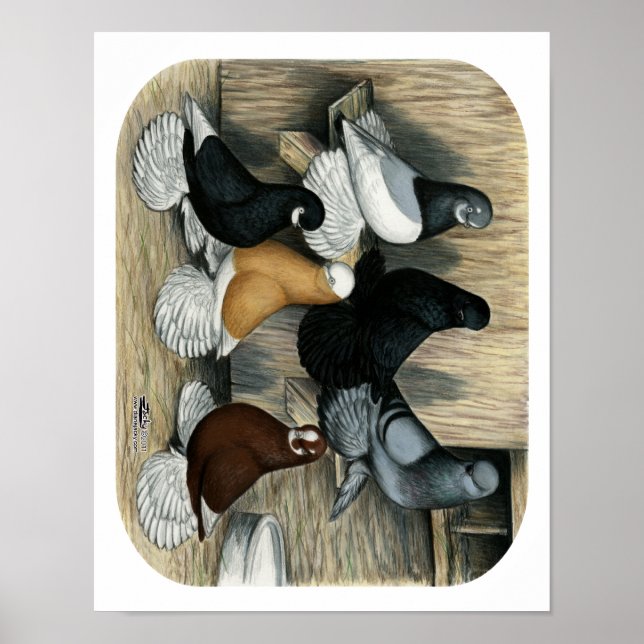 Muffed Tumbler Tauben Poster (Vorne)