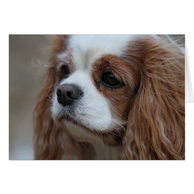 Muffin ein Blenheim Cavalier King Chalres Spaniel. (Vorderseite (Horizontal))
