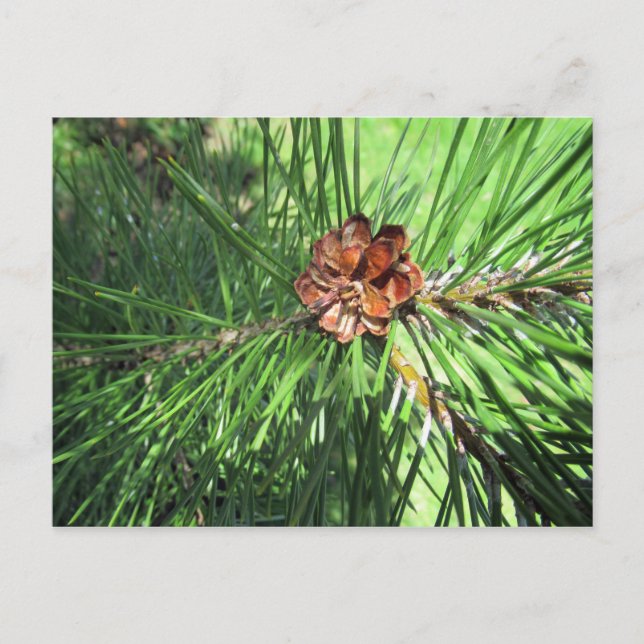 Mugo Pine Postcard Postkarte (Vorderseite)