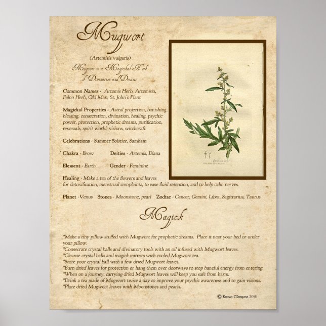 MUGWORT MAGICK HERB POSTER (Vorne)