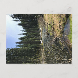 Muir Creek, Oregon Postkarte