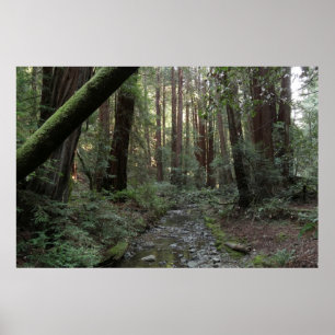Muir Woods Bach Waldlandschaft Poster