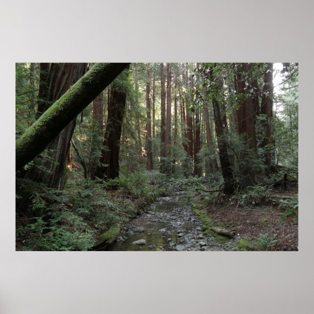 Muir Woods Bach Waldlandschaft Poster (Vorne)