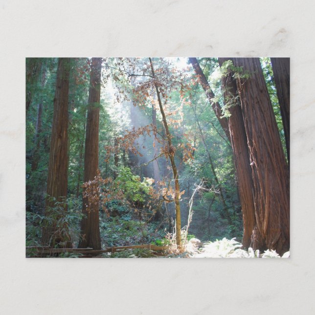 Muir Woods California Postkarte (Vorderseite)