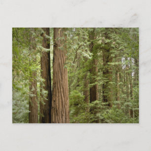 Muir Woods National Monument, Norden Postkarte