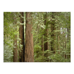 Muir Woods National Monument, Northern Fotodruck
