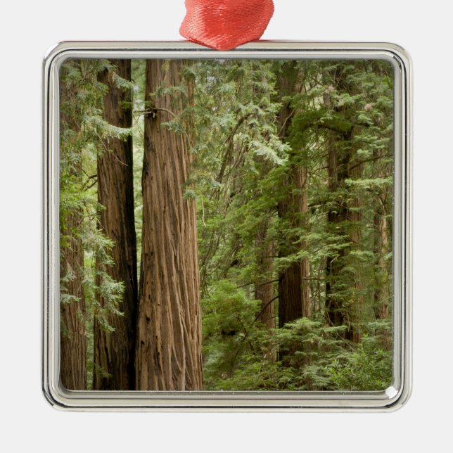 Muir Woods National Monument, Northern Silbernes Ornament (Vorne)
