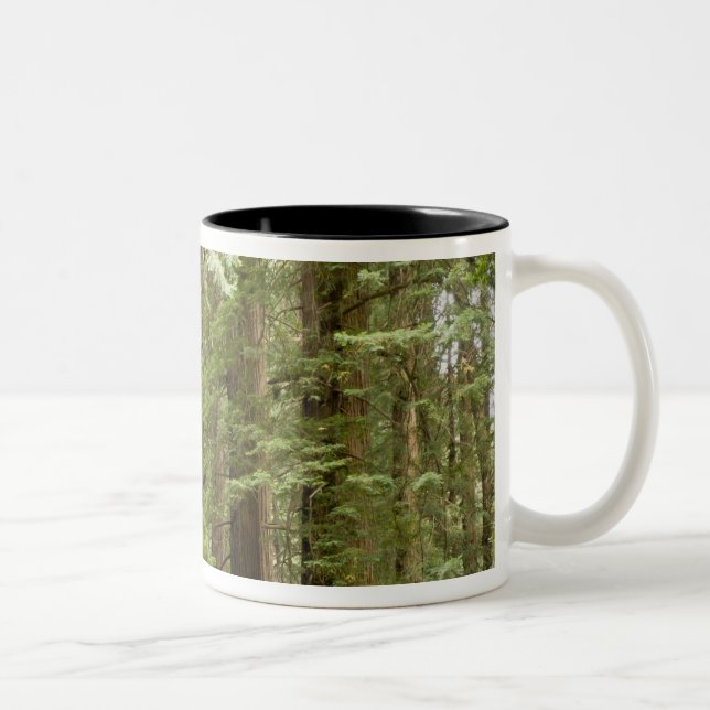 Muir Woods National Monument, Northern Zweifarbige Tasse (Rechts)