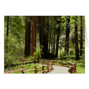 Muir Woods Path I Naturefotografie