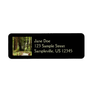 Muir Woods Path I Naturefotografie