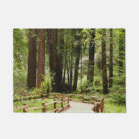 Muir Woods Path I Naturefotografie