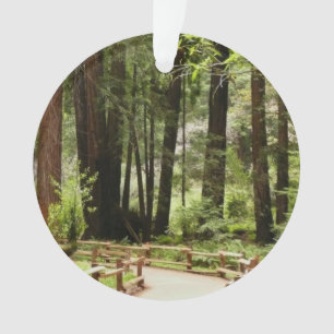 Muir Woods Path I Naturefotografie Ornament
