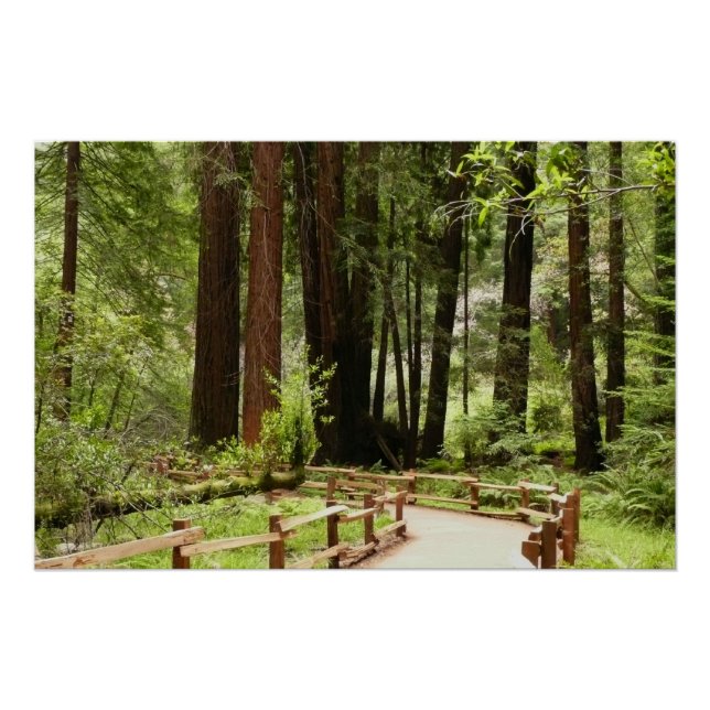 Muir Woods Path I Naturefotografie Poster (Vorderseite)