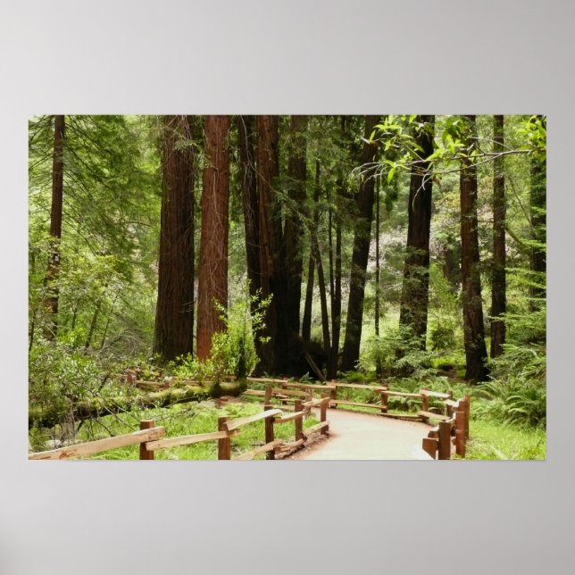 Muir Woods Path I Naturefotografie Poster (Vorne)