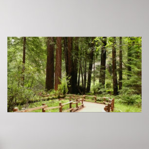Muir Woods Path I Naturefotografie Poster