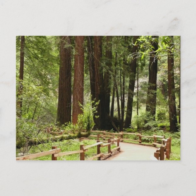 Muir Woods Path I Naturefotografie Postkarte (Vorderseite)
