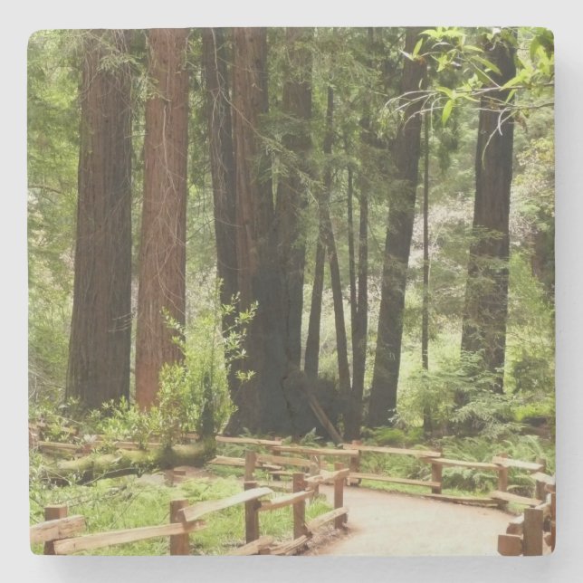 Muir Woods Path I Naturefotografie Steinuntersetzer (Vorderseite)